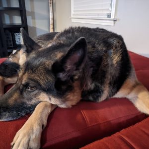 anna-the-dog anna-the-dog