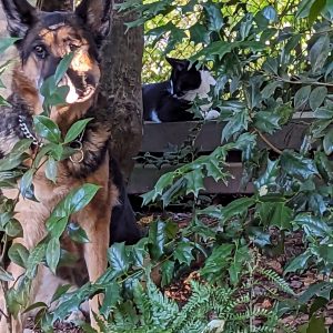 Anna the Dog/ George the Cat anna-the-dog-george-the-cat